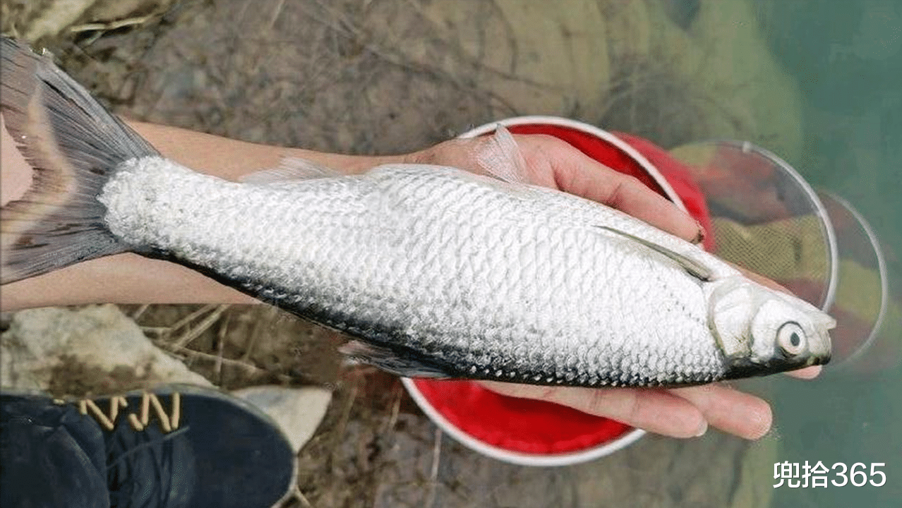 贵州|贵州一男子野钓，罕见收获30厘米长“白条鱼王”，网友：做标本