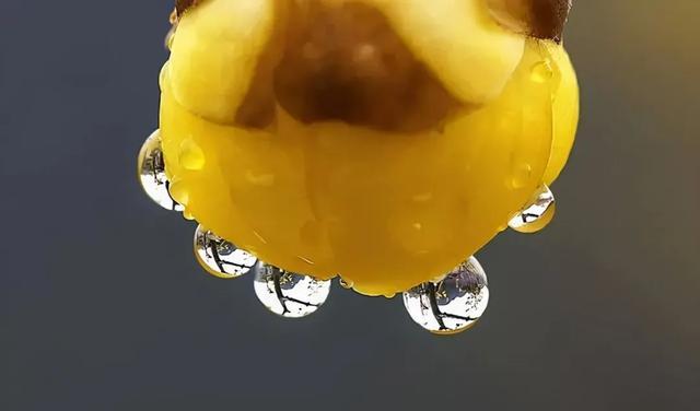 怎么拍好腊梅的照片?摄影师给你“打个样”,对照例图边看边学