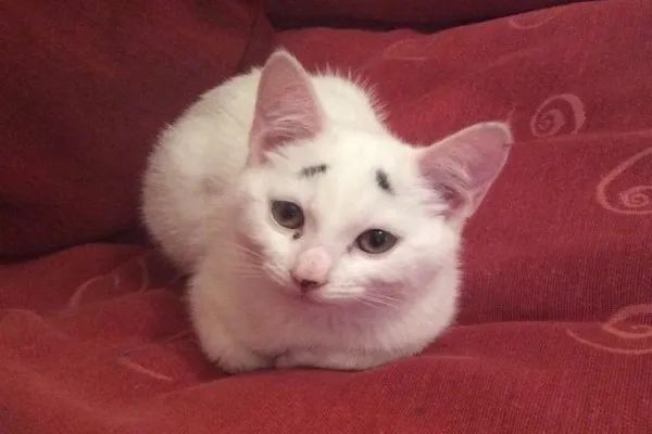 为啥长大后没之前可爱呢？