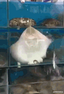 郭德纲|剧本炒作?郭德纲与王梦婷绯闻事件持续发酵,德云社为何集体失声