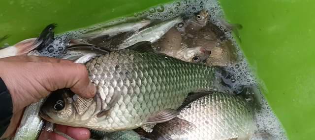 饵料|浅谈冬季野钓线组与抓口，粗了真的钓不到鱼？