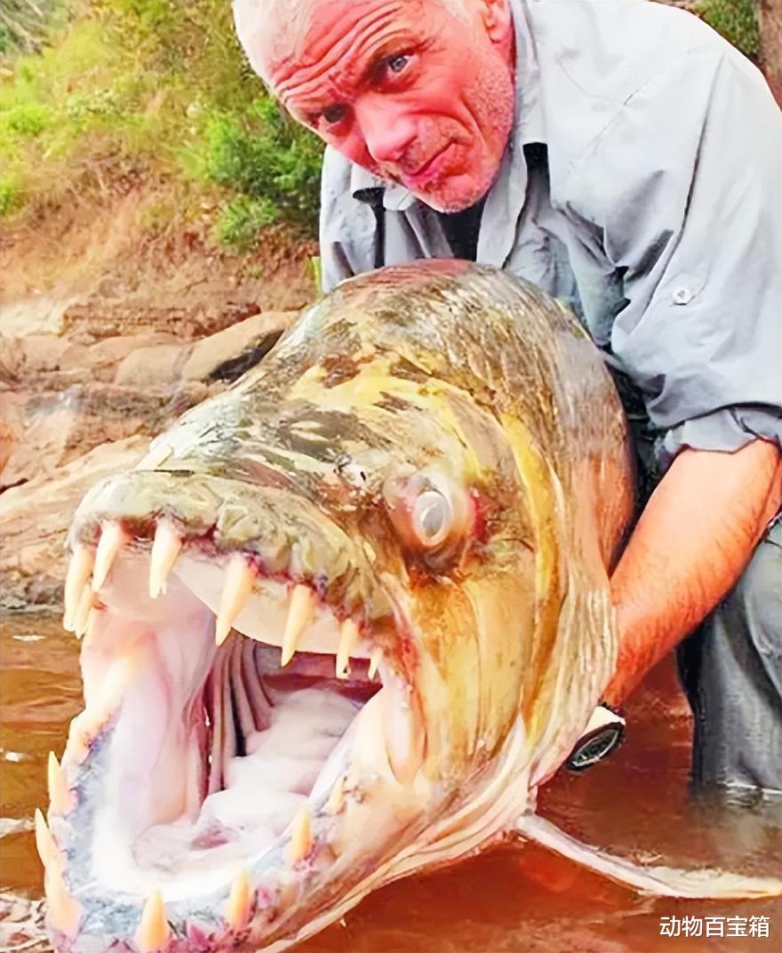 残忍凶悍的食人鱼，为何没有称霸亚马逊河？里面有什么让它害怕？
