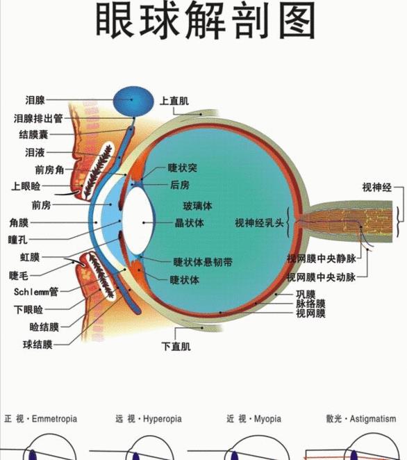 太阳光需8分钟到达地球,人眼一瞬间可看到太阳,目光比光速快?
