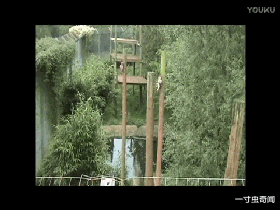 虎年话虎:老虎是大自然最完美的杰作?保护有加,为何还濒临灭绝
