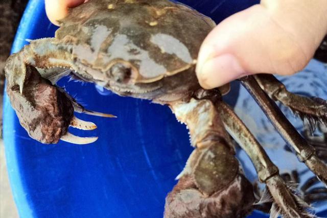 异世轮回录|探秘新钓点鱼影都没见到，却意外钩起一螃蟹，得知身份后高兴坏了