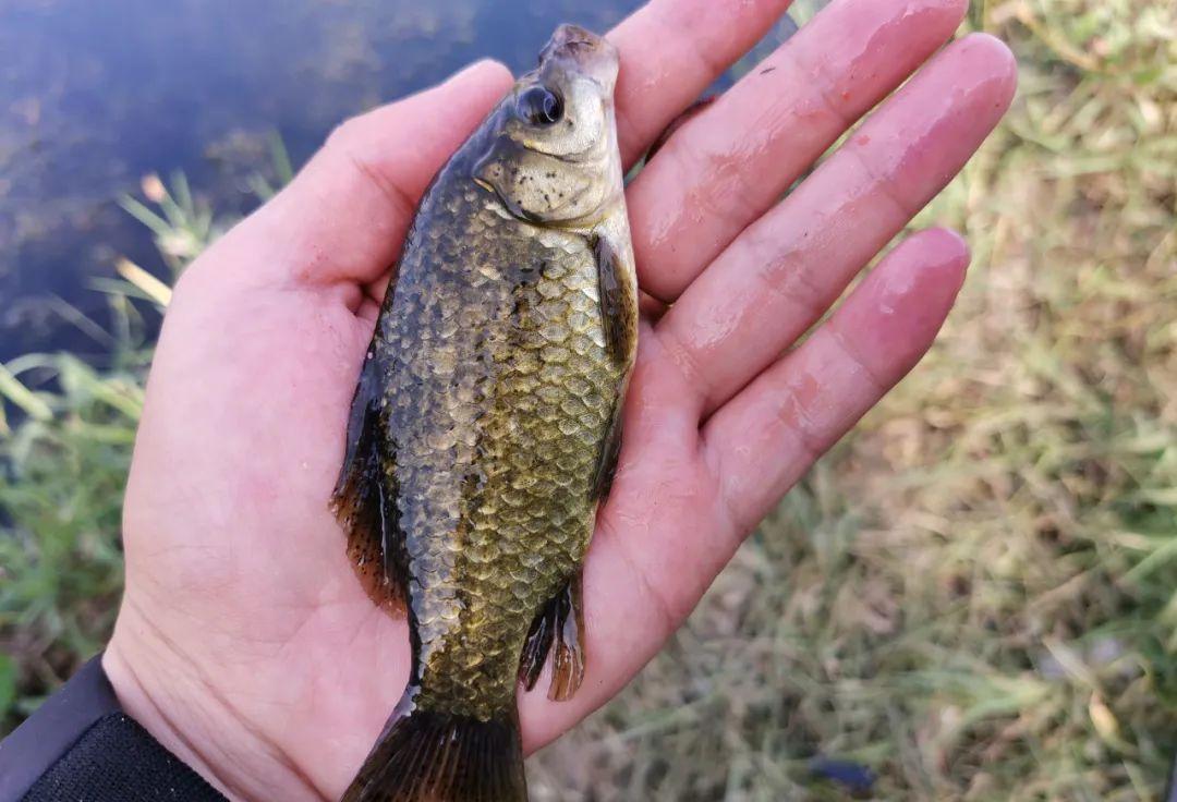 埃及|误把“土鲶”当“塘鲺”，盘点几种常被认错的鱼，老钓手也分不清