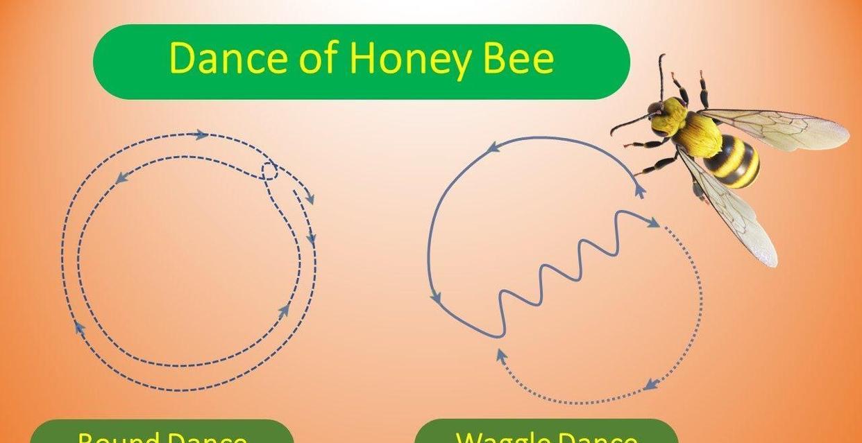 为什么总有蜜蜂围着你飞舞?其实蜜蜂的行为,都是别有用意