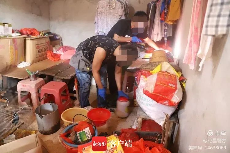 惨遭打孔注射柴油,1300棵槟榔树被毁
