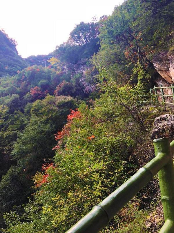 伏牛山|河南这个景区秋天旅游必去，红叶满山层林尽染，还有伏牛山瀑布群