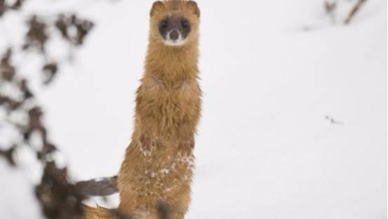 动物能“成精”吗？1997年黄鼠狼“讨封”事件，究竟是真是假？