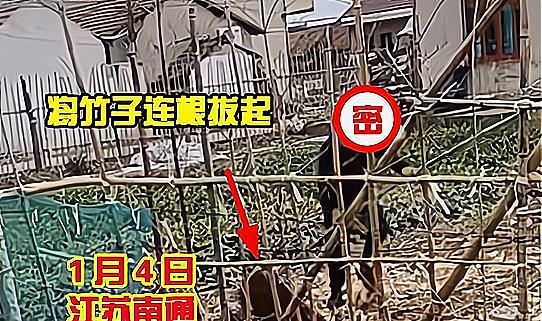 来评理!江苏南通男子因竹子被邻居拔掉,怒而棍击邻居夫妻头部