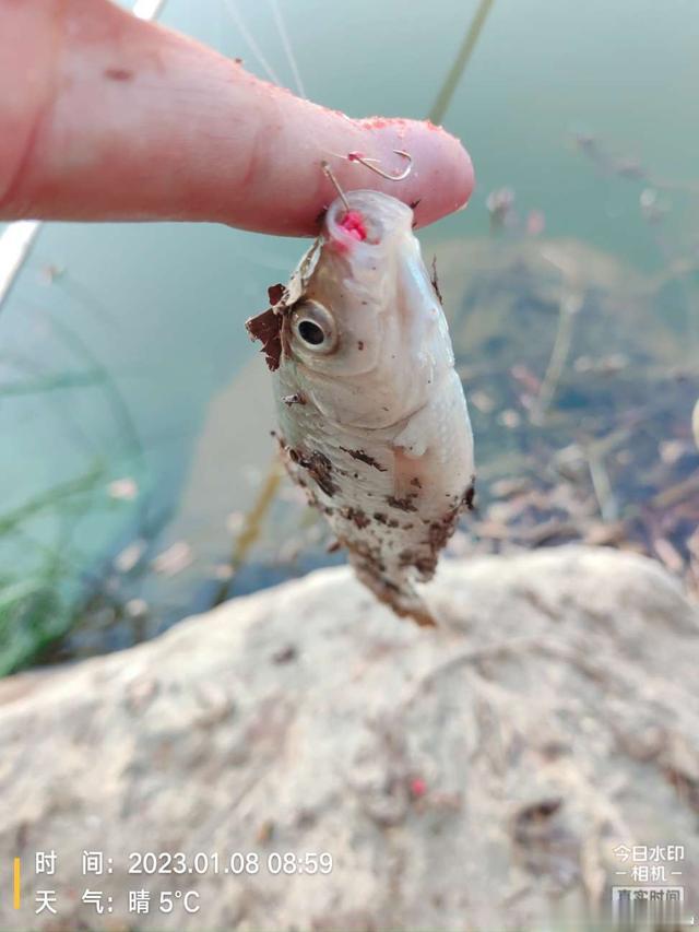 饵料|寒风瑟瑟，钓鲫暖心！