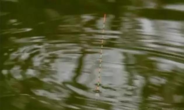 |野钓：不建议随时操作调钓，但这几种情况除外