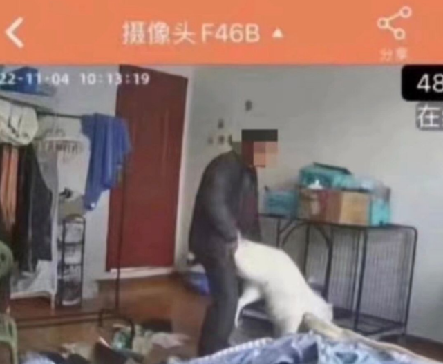 云南大理月溪村房东侵犯租客宠物狗事后赔偿千元