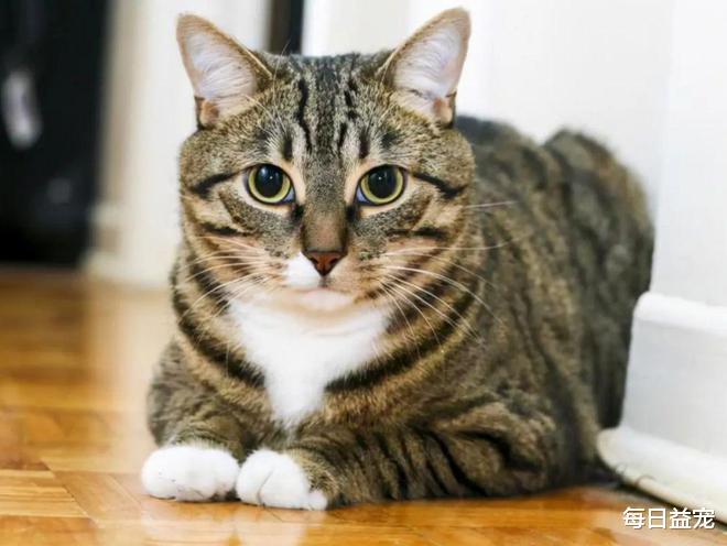 猫主子性格很差？可能和毛发颜色有关，铲屎官：太准了