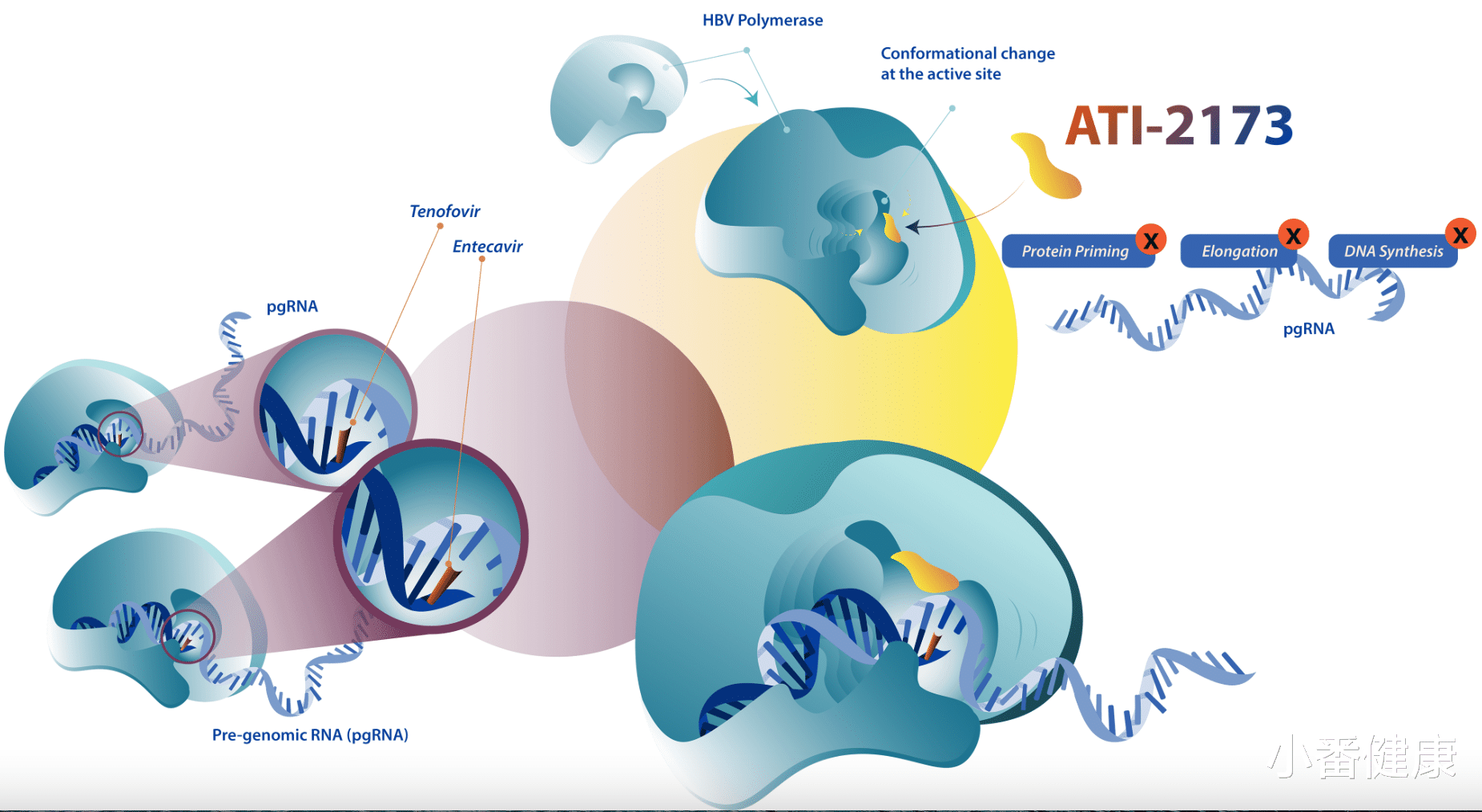 乙肝|乙肝在研新药ATI-2173，2a期联合TDF，更长DNA抑制及未见ALT耀斑