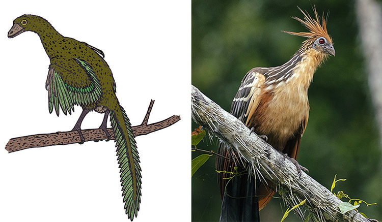 翅膀长有爪子？与始祖鸟类似？这种号称最原始的鸟类有多神奇？