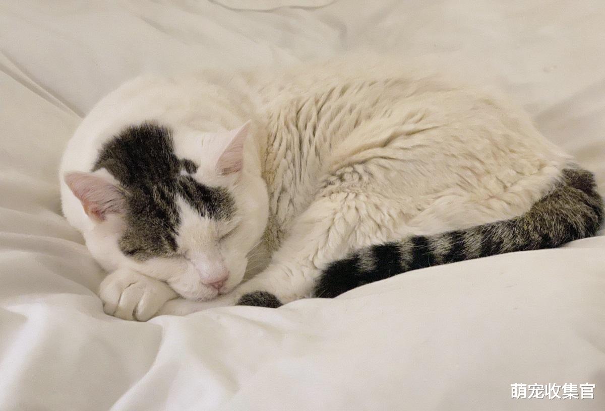 猫咪常见的7种睡姿,每一种睡姿代表的意思,你知道吗?