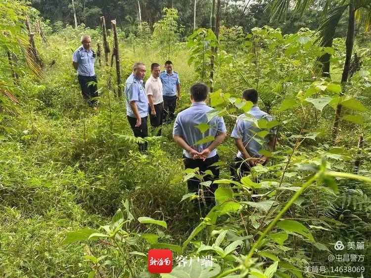 惨遭打孔注射柴油,1300棵槟榔树被毁