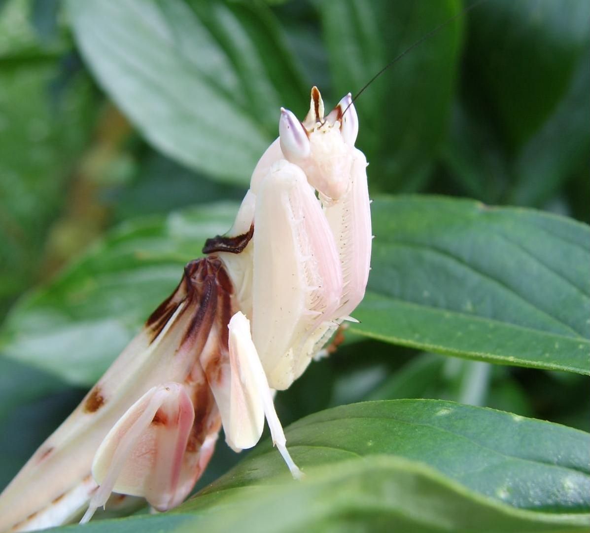 神奇的大自然，那些美丽的生物：妖艳杀手之兰花螳螂