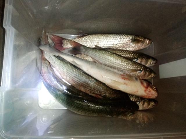 |杂鱼堡的梦想,让鱼获爆了护!