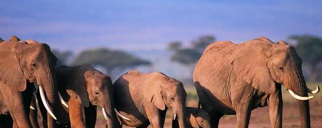 为何女性生殖期这么短,且要经历更年期?或是为了帮助人类进化