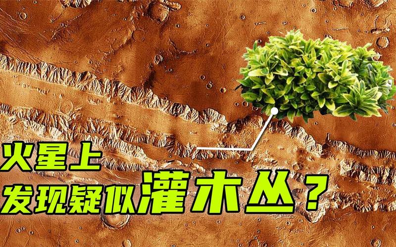 或许火星真的存在生命,探测器拍摄诡异照片,火星上有灌木丛