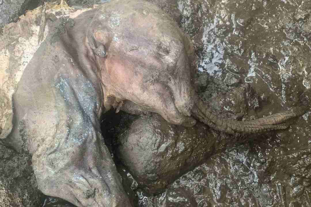 人类要警惕了吗?北极永冻层史前生物遗骸频频出现,为啥不是好事?