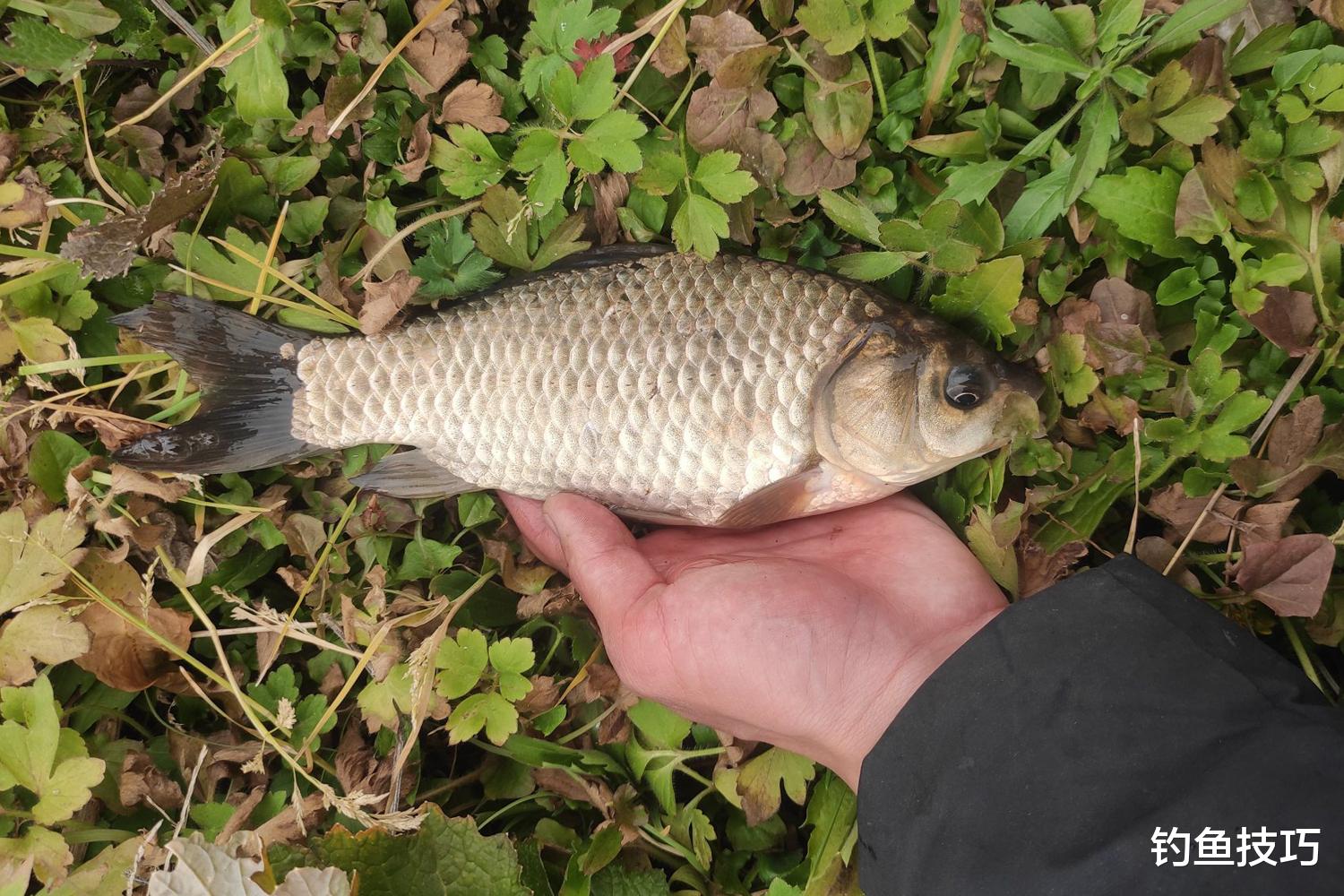 鲫鱼|冬天钓鲫鱼如何选鱼漂？冬天钓鲫鱼选鱼漂的3个技巧