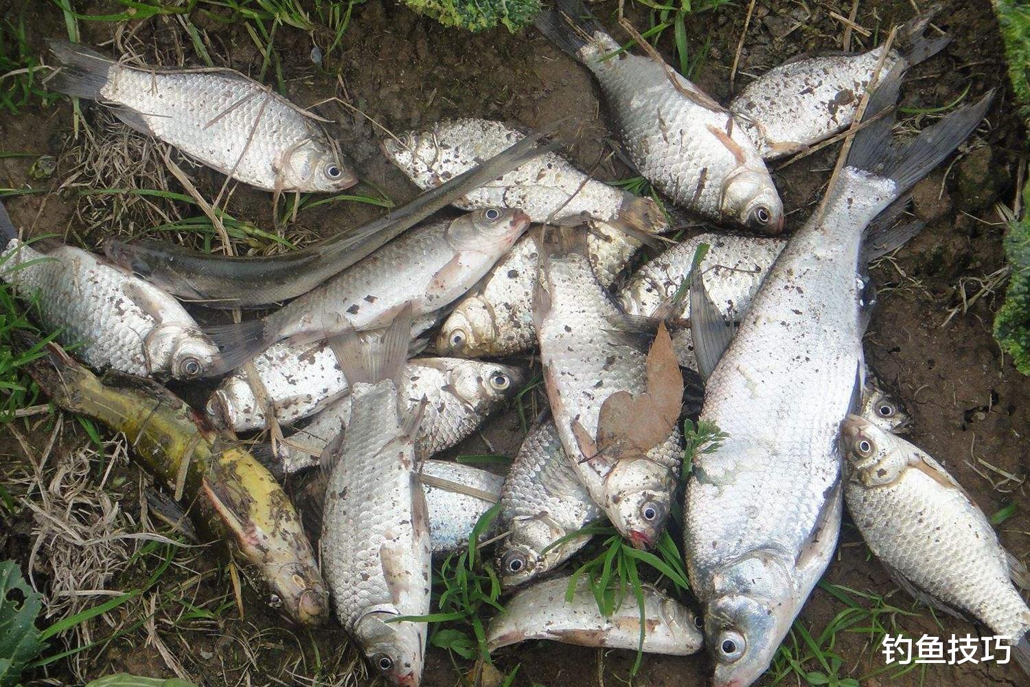 |为什么打窝过多会导致死窝?打窝量和诱鱼效果的关系