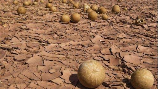 向导|为什么沙漠的“西瓜”千万不能碰,向导称:碰完就彻底走不出去了