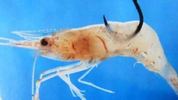 饵料|这三种水生生物最为常见，都是钓鱼作饵的利器，却被钓友忽视了