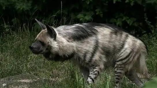 已灭绝50万年的“驴头狼”，现如今出现在神农架，这是在警示什么？