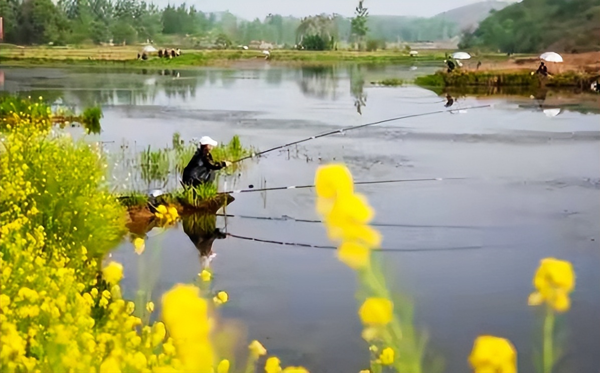饵料|小杂鱼闹窝不胜其烦,矫枉过正得不偿失,教你一个正确的应对方法