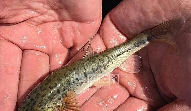 浙江省|我国最大的湖泊——青海湖，湖中的鱼却又少又小，这是为何？