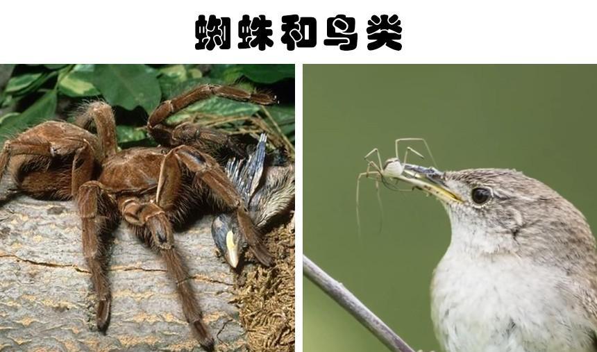 动物界的天敌:生来就彼此完全讨厌和敌视的8种动物