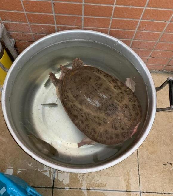 佛山|男子到丈母娘家过年,没钓到鱼钓了一只河鳖,网友:赶上了