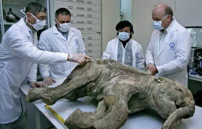 英国惊现不明生物尸体,长达4.5米,身上长满奇怪毛发