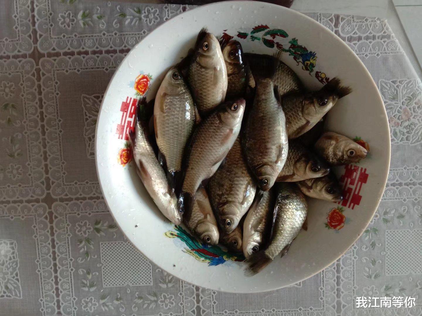 农村见闻|为什么有的乡村垂钓中心没落了？