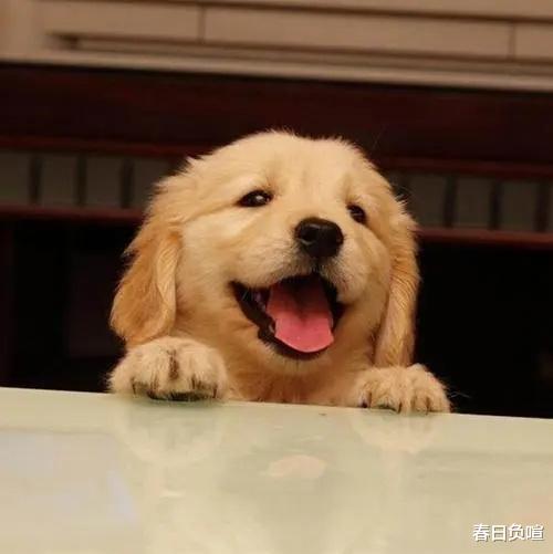 2021年狗没牵绳闯红灯被撞死,犬主暴打司机,叫嚣:花100万买命