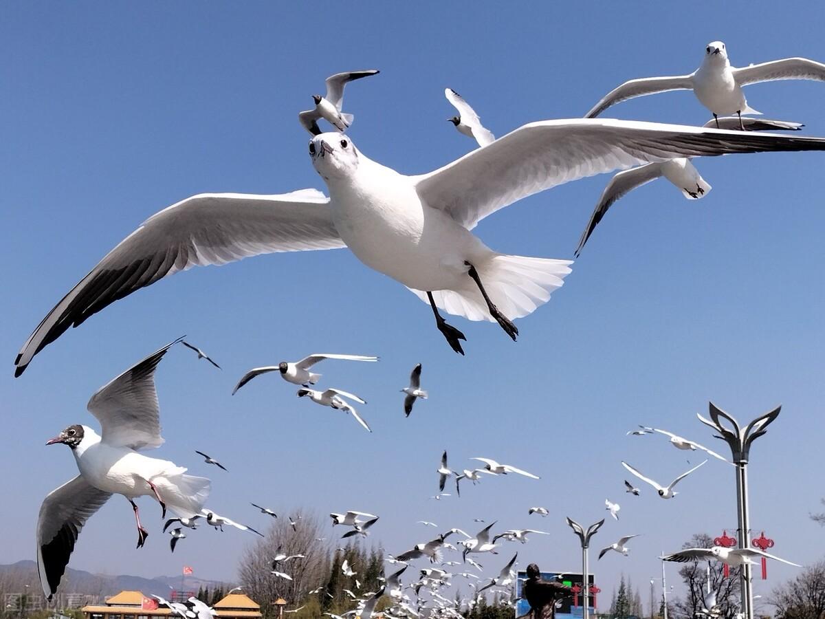 滕州|郭进拴|雨中游滇池