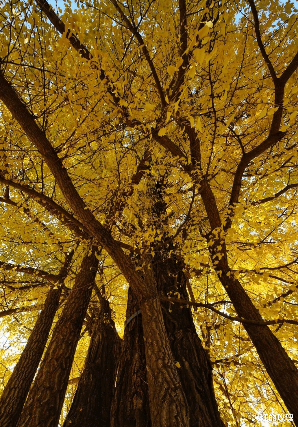 银杏树|中国最美的银杏都在哪？