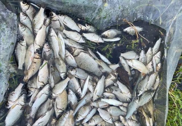 饵料|看直播买的“钓鱼神饵”,用完一条鱼也没钓着,网友:被骗了