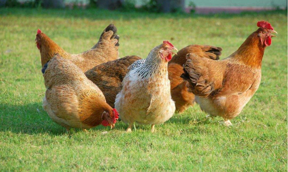 我国每年消费200多亿只鸡爪,市场源源不断的鸡爪是从哪里来的?