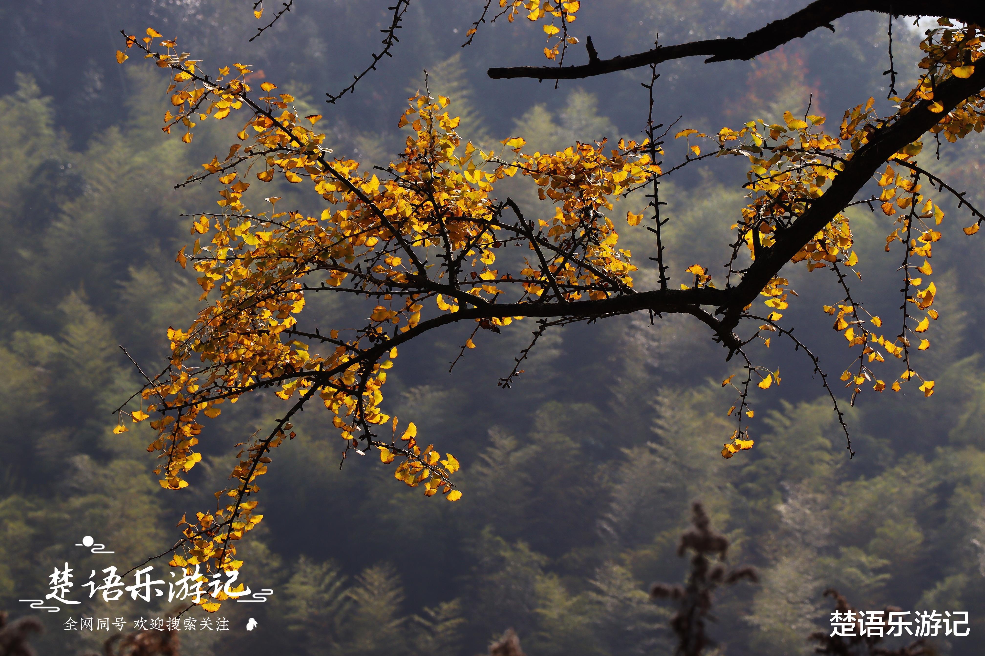 银杏树|浙江这个千年古村人去村空，然而古银杏树构成黄金世界，美如童话