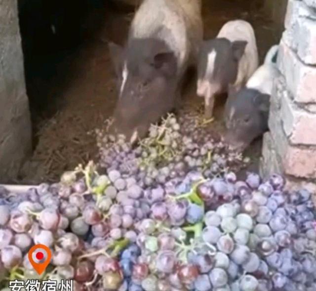 安徽:葡萄喂猪每天二十多斤,主人称下雨打过,人没法吃只能喂猪