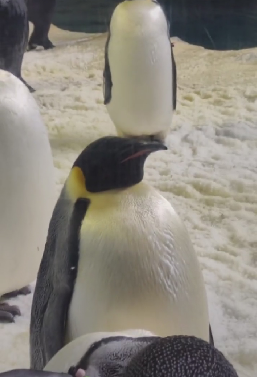 孙悦|孙卓罕见更新动态，晒与姐弟三人合照，中间没有爸妈引发热议