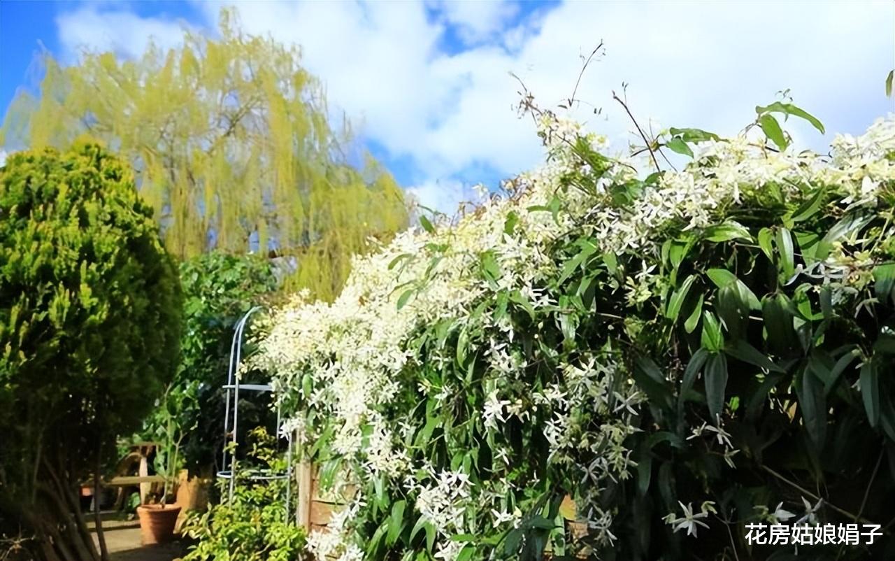 撂荒的1000㎡院子重建，一半养花，一半种菜，享受宁静的田园生活