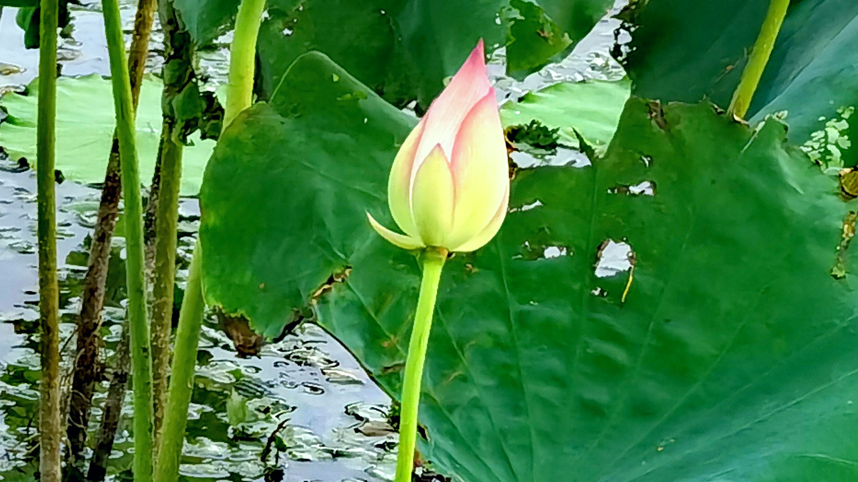 荷花|三角稻虾基地的荷花开得正艳
