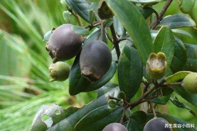 便秘|吃多了便秘, 少吃却好处多多, 而且从头到尾都是宝!